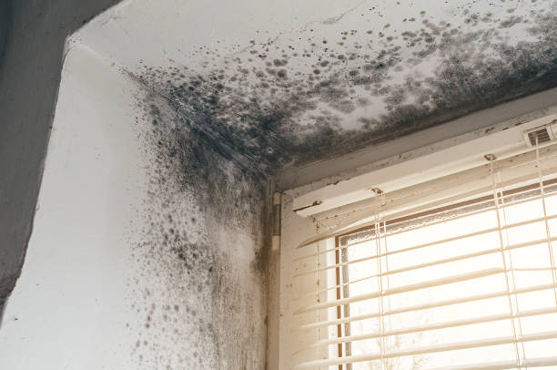 Affordable Mold Cleanup solutions in Sparta, MI