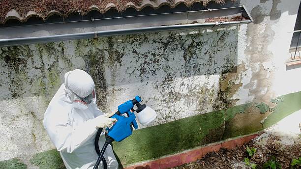 Trusted Attic Mold Removal service in Sparta, MI - Cheap Mold Removal